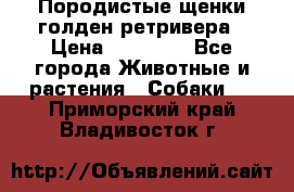 Породистые щенки голден ретривера › Цена ­ 25 000 - Все города Животные и растения » Собаки   . Приморский край,Владивосток г.